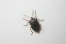 Some Kind Of Beetle
